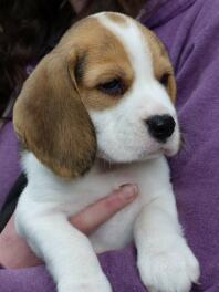 Beagle hvalp