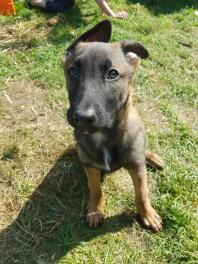 10 ugers stabil farve malinois hvalp