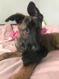 13 uger gammel malinois hvalp