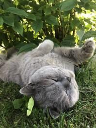 Kat, der ligger ned i græs