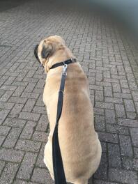 Bullmastiff hund med hundeledning