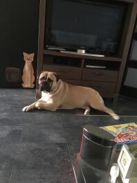 Bullmastiff hund liggende ned