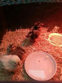 2 silkies 1 Campine 4 uger gammel