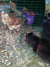 Absynthe møder sine nye kyllingevenner for første gang!