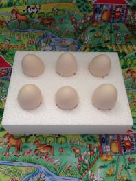 Særlige kasser til afsendelse af frugtbare æg