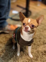 Chihuahua hund sidder på tæppe
