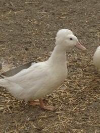 Dette er Daphnie en smuk crested pekin. Jeg mistede hende til en rovdyr midt på dagen