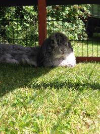 Freddie nyder solen!