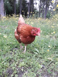 En brun kylling i en have med smørblomster