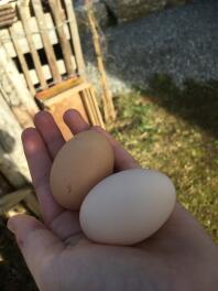 To store æg i en kvindes hånd i en have