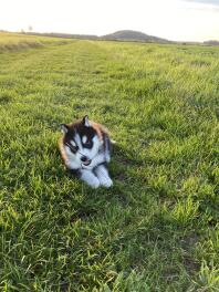 Husky sat på græs og tygger på en pind på en solskinsdag