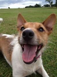 Charlie the JRT, der smiler gør hverdagen til en dejlig dag