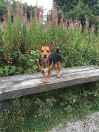 CoCo Black & Tan Jack Russell