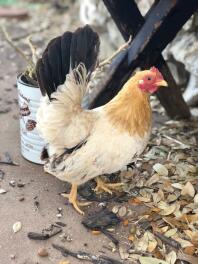 Sort tailed buff bantam