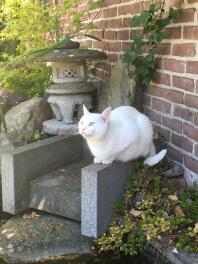 En hvid kat i en have stod på en sten