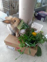 Kaniner, der nyder at snacke :)