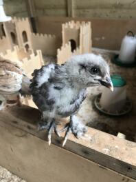 Se bare på de smukke fjerfødder! Blue Copper Marans efter 2,5 uger.