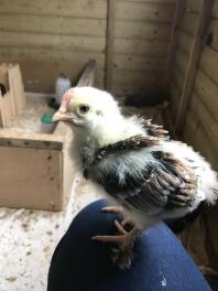 Så sød! 2,5 uger gamle. Wheaten Marans, cockerel ved udseendet af kammen og sort i fjerene (gætter jeg)