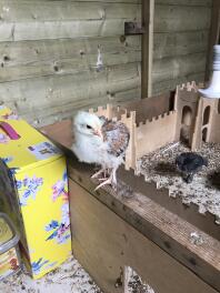 Wheaten Marans pullet (gætter jeg) efter 2,5 uger.