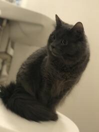 Min smukke Nebelung kat. Han hedder Spencer