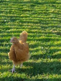 Buff Orpington Chick fritgående