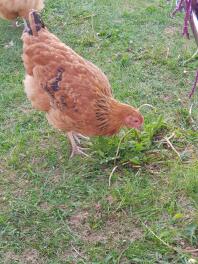 Buff Orpington fritgående