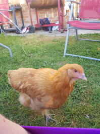 Nysgerrig Buff Orpington