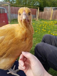 Nysgerrig Buff Orpington