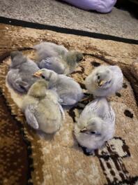 Lavendel Orpington kyllinger 8 dage gamle