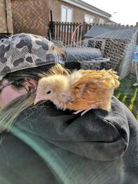 Loki tror, hun er en papegøje! - Buff Orpington Chick