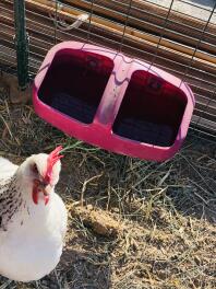 Kylling i løbegård med foderautomat