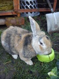 Trøffel min 12 år gamle kæmpe lop! :-)