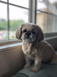 Shih tzu sidder på sofaen.