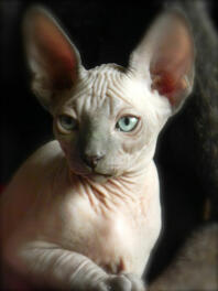 En sphynx-kat med smukke store ører.