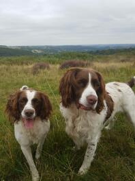 mandlige og kvindelige Springer spaniels (Sweep and Leia)