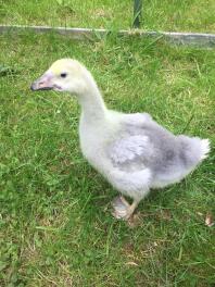 4 uger gammel Steinbacher gosling