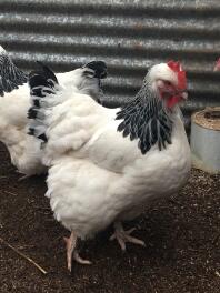 let sussex pullet