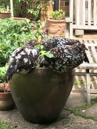 Speckled Sussex pullets, der elsker jordbær