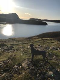 Weimaraner beundrer udsigten