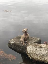 Weimaraner ved søen