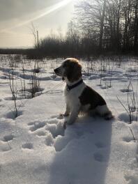 En welsh springer spaniel sad i Snow på en solskinsdag