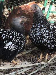 Sadie og Sybil, bantam sølv snøret Wyandottes