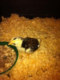 ancona chick 1 uge gammel