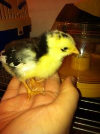 ancona cockerel chick 1 uge gammel