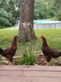 Mine kyllinger