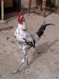 Kylling med udstrakte ben
