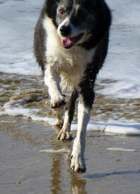 Stjerner på stranden i Cornwall