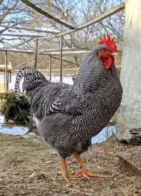 En plymouth rack cockerel stående højt