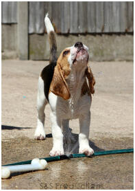 Bramble, vores frække 12 uger gamle beagle hvalp