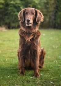 En brun retriever sad på en græsplæne i haven